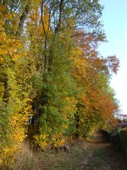 Goldener Herbst#1 - Herbst, Gold, Mischwald, Bäume, Laub, Herbstspaziergang