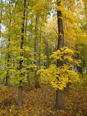 Goldener Herbst#2 - Herbst, Gold, Mischwald, Bäume, Laub, Herbstspaziergang