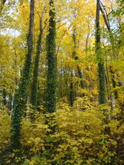 Goldener Herbst#5 - Mischwald, Herbst, Sonne, sonnig, Stimmung, Impression, Bäume