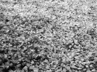 Herbstlaub#2 sw - Laub, Boden, Kunst, Laubteppich, herbstlich, Birke, Blatt, Betrachtung, Herbst, Hintergrund, Wallpaper, Layout