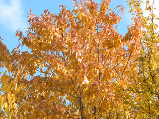 Herbstfarben - Herbst, Bäume, Laub, Jahreszeit, bunt, farbig, Blätter, Impressionen, Gelb, golden