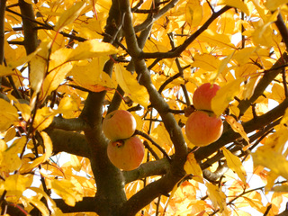 Äpfel im Herbst - Herbst, Obst, Äpfel, Baum, Laub, bunt, Farben, Ernte, vier, gelb, Schreibanlass, Meditation, Kontrast