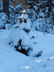 schneebedeckter Nadelbaum - Winter, Winterwald, Wald, Schnee, Nadelbaum, Schreibanlass, zugeschneit, verschneit, schneebedeckt