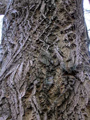 Interessante Rinde eines Baumes - Butternuss - Baum, Rinde, Borke, Oberfläche, Struktur, Muster, rau, regelmäßig, uneben, Kunst