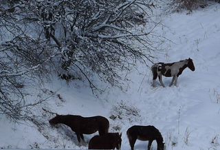 Pferde im Schnee - Pferde, Pony, Einhufer, Herde, Schnee, Nahrungssuche, Winter