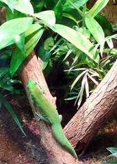 Madagaskar-Taggecko - Gecko, grün, Reptil, Reptilien, Echse, Echsen, Haftzeher, Terrarienhaltung, klettern, sonnen, tagaktiv, Tropen, Madagaskar, Schwanz abwerfen