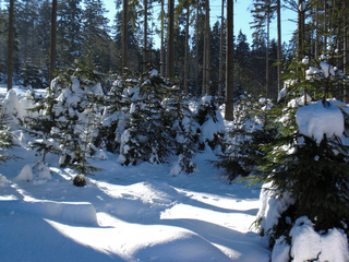 Winterwald im Sonnenschein - Winter, Wald, Schnee, Nadelbäume, Sonne, Schatten, Licht