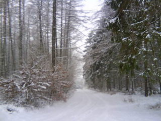 Winterimpression - Wald, Waldweg, Weg, Pfad, Winter, Schnee, verschneit, unbelaubt, romantisch, einsam, Nadelbäume, Laubbäume