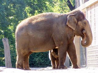 Elefant mit Kalb - Elefant, Elefantenkalb, Elefantenjunges, Zoo, groß, grau, Dickhäuter, schwer, Elefantenkuh, Kuh, Säugetier, säugen, Landsäugetier