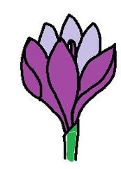 Clipart Krokus - Krokus, Illustration, Frühblüher, lila, Frühling, Blüte