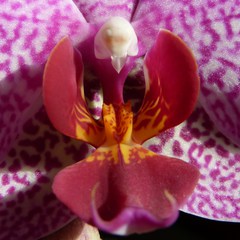 Orchidee - Orchidee, Blüte, Blütenstand, weiß, rosa, lila, Phalaenopsis, Vergrößerung, Mimikri, Stempel, Detailaufnahme