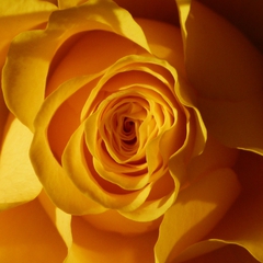 Rose - Rose, Schnittblume, Knospe, Rosengewächs, Naturform, Draufsicht, Rosenblüte, Schnittblume, Blüte, Blume, gelb, Struktur