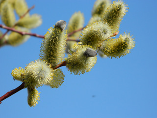 Weide blühend#2 - Weide, Salix, Baum, Laubbaum, Blütenstand, Blüte, männlich, weiblich, Frühling, Frühjahr, Weidenkätzchen