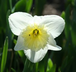 Narzisse - Narzisse, Osterglocke, Zwiebelblume, Blüte, Blume, Ostern, Frühjahr, Frühling, Frühblüher, weiß