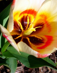 Tulpe Serie #2 - Tulpe, Frühblüher, Frühling, Blüte, Stempel, Staubblätter, Frühjahr, Kronblatt, Stängel, Blatt, Draufsicht