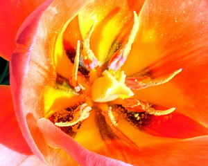 Tulpe Serie #6 - Tulpe, Blüte, Stempel, Staubblätter, Staubblatt, Frühling, Frühjahr, Frühblüher, blühen