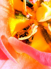 Tulpe Serie #8 - Tulpe, Detail, Rätsel, rot, Staubblatt, Frühling, Frühjahr, Frühblüher