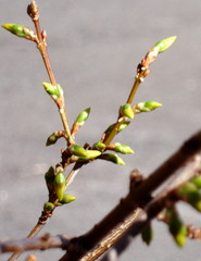 Forsythie #3 - Forsythie, Forsythia, Knospen, Knospe, Zweig, Frühling, Frühjahr, erblühen