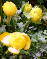 Gelbe Ranunkeln mit Schnee - Ranunkel, Schnee, April, Frühling, Frühblüher, Wechsel