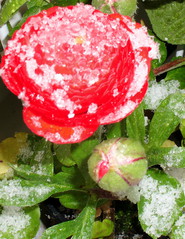 Rote Ranunkeln mit Schnee - April, Schnee, Ranunkel, Winter, Frühling, Wechsel, Übergang, Frühblüher, blühen