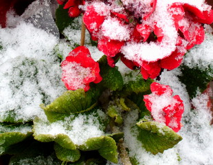 Primeln mit Schneemantel - Primel, rot, Schnee, Winter, Frühling, Übergang, Frühblüher, blühen