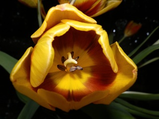 Tulpe Serie #10 - Tulpenblüte, Tulpe, Stempel, Pollen, Blütenstaub, Staubblätter, Blütenblätter