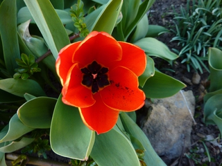 Tulpe - Frühling, Frühjahr, Frühblüher, Tulpe, Blüte, Zwiebelgewächs, Tulipa, Liliengewächs, Zwiebelblume, Schnittblume, Blüte, rot