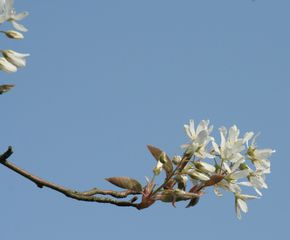 Felsenbirne blühend - Amelanchier lamarckii, Blüte, Blütenstand, weiß, Rosaceae, Rosengewächs, Blütenbecher, Zierstrauch, Heilpflanze