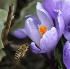 Krokus und Bienchen - Krokus, Biene, Frühling