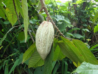 Kakaofrucht - Pflanzen, Biologie, Asien, Bali, Kakao, Kakaobohne, Schokolade, Tropen, Südostasien, Indonesien