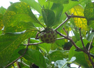 Noni (Frucht des Noni-Baumes) - Noni, Frucht, Noni-Baum, Indischer Maulbeerstrauch, Indian mulberry, Laubbaum, Lebensmittel, Nutzpflanze, Heilpflanze