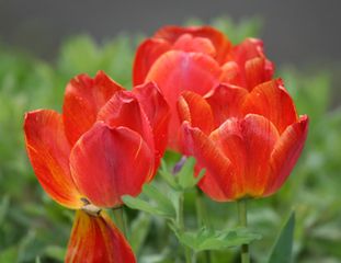 Tulpenblüte #1 - Frühling, Frühjahr, Frühblüher, Tulpe, Blüte, Zwiebelgewächs, Tulipa, Liliengewächs, Zwiebelblume, Schnittblume, Blüte, rot