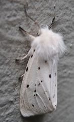 Weißer Bär # 5 - Lepidoptera, Spilosoma menthastri, Arctiidae, Schmetterling, Falter, weiße Tigermotte, Breitflügeliger Fleckleibbär, Spilosoma lucricipeda, Nachtfalter