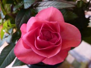 Rose - Rose, Schnittblume, Knospe, Rosengewächs, Naturform, Draufsicht, Rosenblüte, Schnittblume, Blüte, Blütenblätter, Blume, rosa