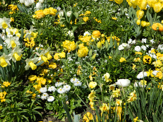 Frühlingsbeet - Frühling, Blumen, Beet, weiß, gelb, Frühblüher, Blüten, Blütenpracht, blühen