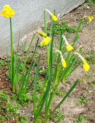 Osterglocken - Osterglocke, Osterglocken, blühen, Blüte, Frühblüher, Frühjahr, Frühling, gelb, Knospe, Narzisse