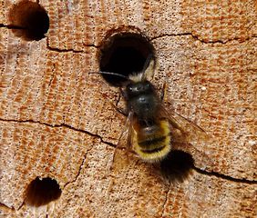Gehörnte Mauerbiene - Wildbiene, Insekten, Bienen, Biene, Hautflügler, Osmia cornuta