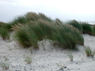 Düne auf Helgoland - Düne, Meer, Strand, Insel, Helgoland, Strandhafer, Sand, Wind
