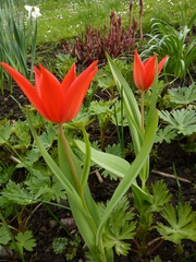 Rote Tulpen - Tulpen, rot, Kontrast, Farbkontrast, Komplementärkontrast, Frühling, Frühblüher
