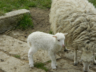 Lamm mit Mutterschaf - Schaf, Lamm, Tierpark
