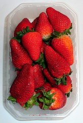 Erdbeeren in der Schale - Erdbeere, Erdbeeren, Schale, ungeputzt, ungewaschen, Obst, Ernährung, ernähren, essen
