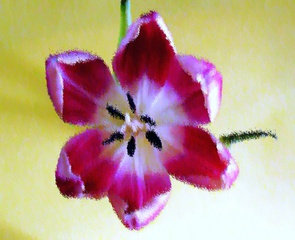 Tulpenblüte Pastell - Tulpe, Blüte, Tulpenblüte, blühen, Kontrast, magenta, rosa, Stempel, Staubgefäß