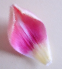 Tulpenblatt - Tulpe, Blatt, Tulpenblatt, rosa, magenta, pastell, Kronenblatt
