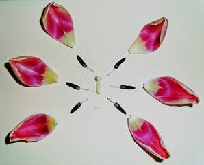 Tulpenblüte #2 - Tulpe, Blüte, Tulpenblüte, blühen, Kontrast, magenta, rosa, Stempel, Staubgefäß