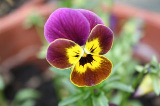 Blüte eines Hornveilchens - Hornveilchen, Farbkontrast, lila, gelb, Blüte, Pflanze, Garten