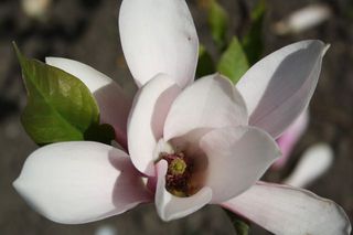 Magnolienblüte - Magnolie, Tulpenbaum, Frühling, Blüte, blühen, rosa, zart