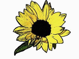 Blüte der Sonnenblume - Blüte, Sonnenblume, blühen, Helianthus annuus, gelb, Korbblütler, Zeichnung