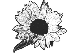 Blüte der Sonnenblume sw - Blüte, Sonnenblume, blühen, Helianthus annuus, Korbblütler, ausmalen