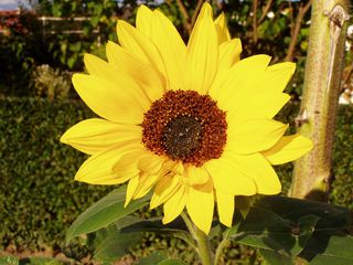 Blüte der Sonnenblume - Blüte, blühen, Sonnenblume, gelb, Helianthus annuus, Korbblütler