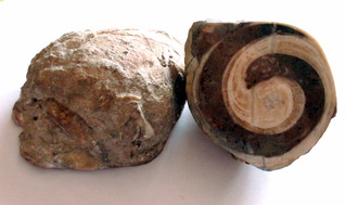 Fossil Schnecke#1 - Fossil, Schnecke, Stein, versteinert